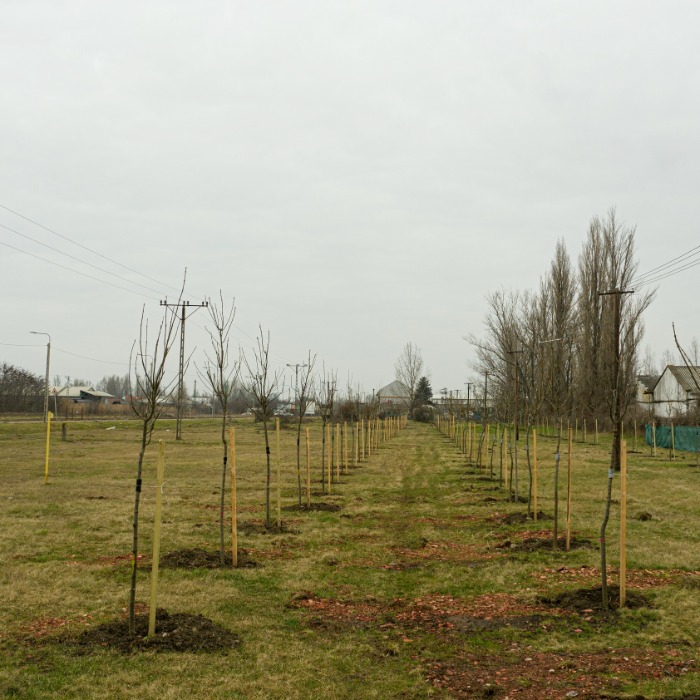 168 fát ültettünk
