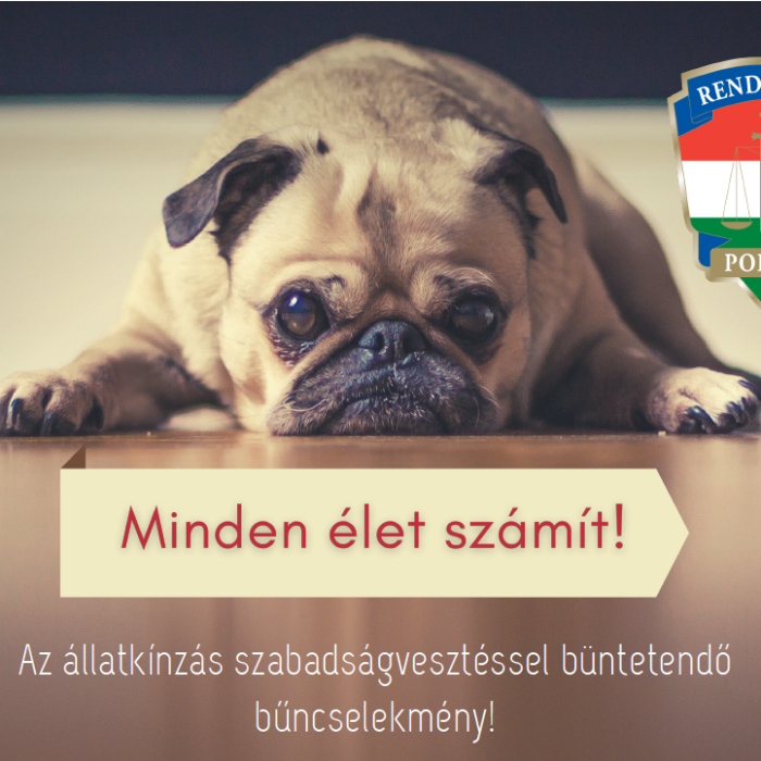 Minden élet számít! - Állatvédelmi felhívás