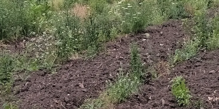 a megújuló erdőrészletek már erősödnek a csabaparkban képe