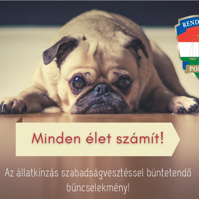 minden élet számít! - állatvédelmi felhívás képe
