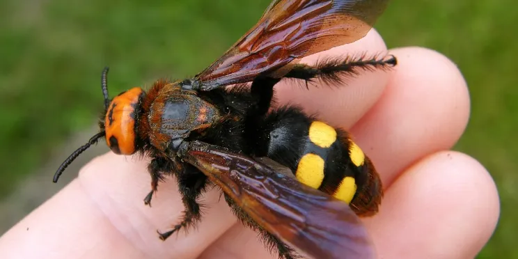 attention! protected giant mammoth wasps spotted in békéscsaba! image
