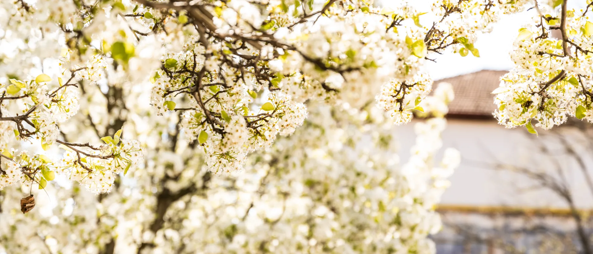 virágos csaba 1 képe